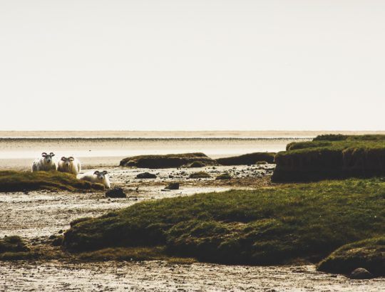 Silvio Bachmann Hochzeiten Hochzeitsfotografie Hochzeitsfotograf Trauungen Trauung Verlobung Verlobungen Standesamt standesamtliche Trauung Kirche kirchliche Trauung Paare Päärchen Paarfotografie Menschen Frauen Männer Portrait Portraits Portraitfotografie Bewerbungsbilder Reise Urlaub Reisefotografie Kunst Fineart Drucke Architektur Hamburg Deutschland Rostock Mecklenburg Vorpommern Schleswig Holstein Oberlausitz Sachsen Zittau Löbau 