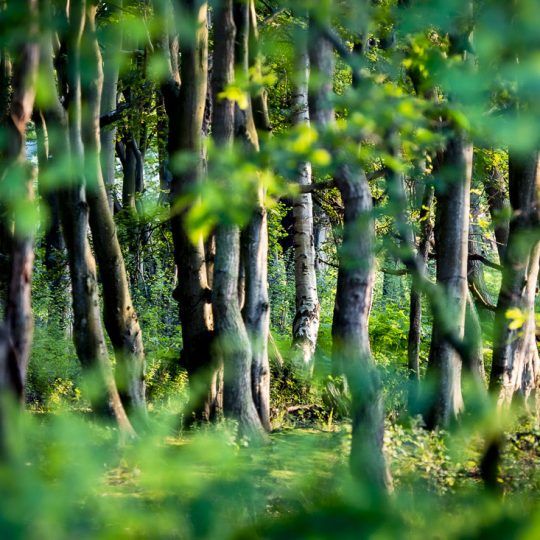 Ostsee, Markgrafenheide, Baltic Sea, Sunset, Sonnenuntergang, Silvio Bachmann, Fotografie